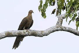 Andaman Cuckoo-Dove