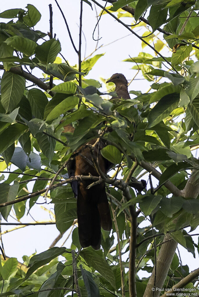 Philippine Cuckoo-Doveadult