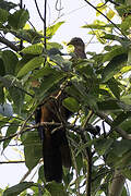 Philippine Cuckoo-Dove