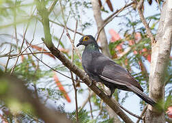 Black Cuckoo-Dove