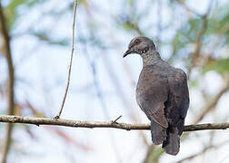 Black Cuckoo-Dove