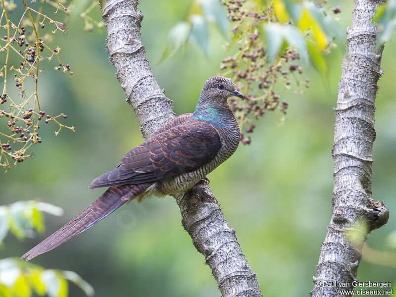 Barred Cuckoo-Dove