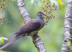 Barred Cuckoo-Dove