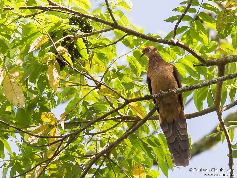 Sultan's Cuckoo-Dove