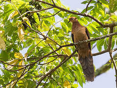 Sultan's Cuckoo-Dove