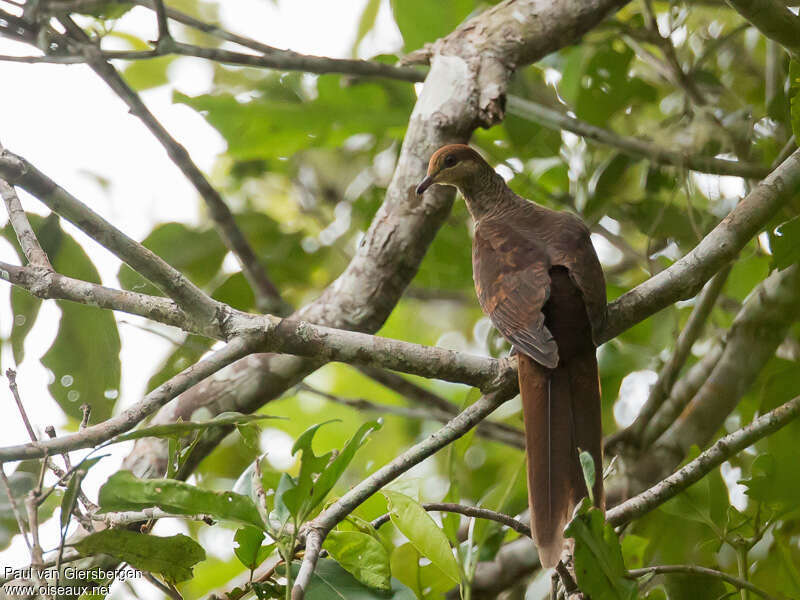 Sultan's Cuckoo-Doveadult