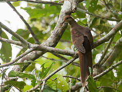 Sultan's Cuckoo-Dove