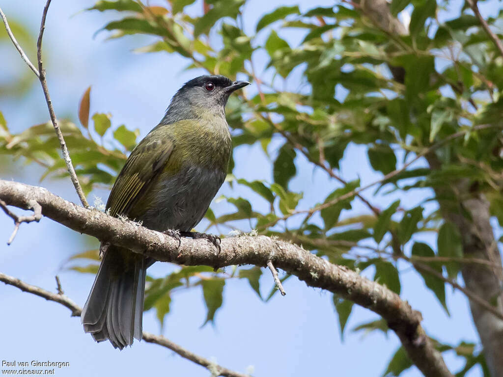 Black-and-yellow Phainoptila female adult, identification