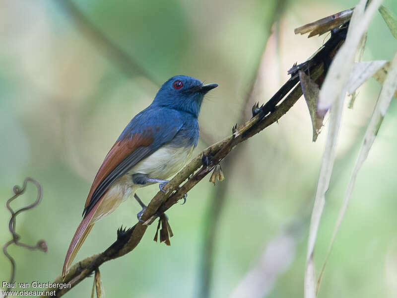 Rufous-winged Philentoma male adult, identification