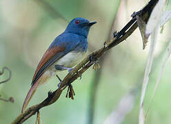 Rufous-winged Philentoma