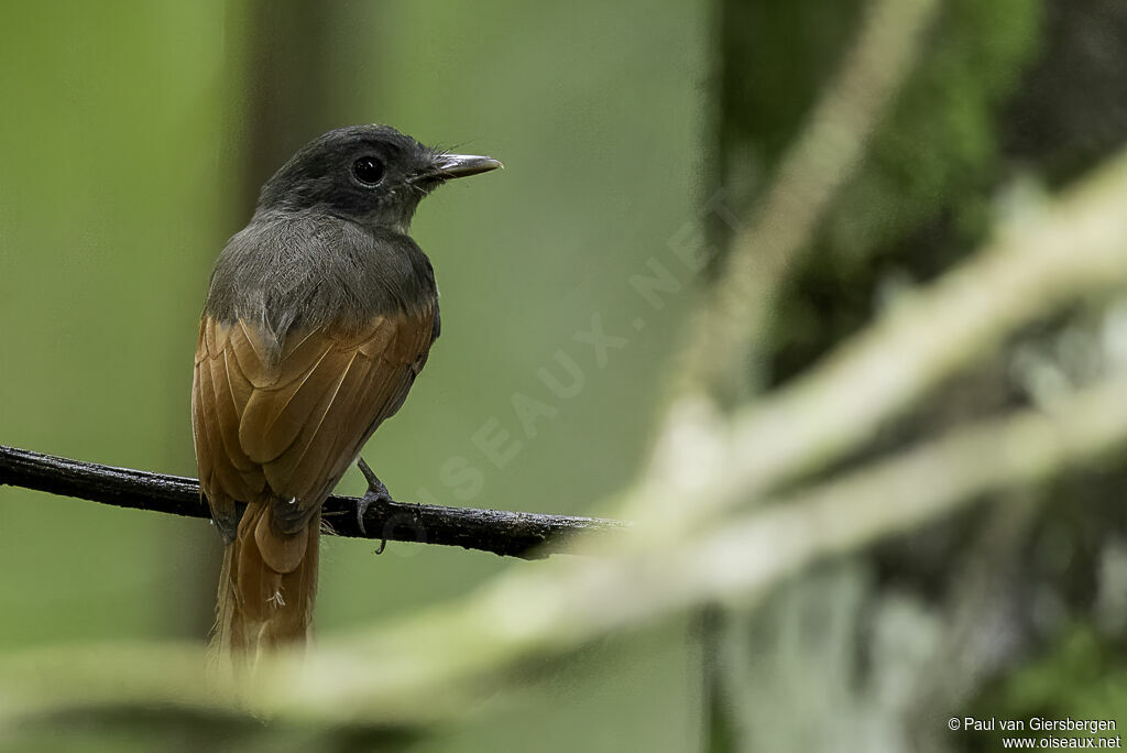 Rufous-winged Philentoma female adult