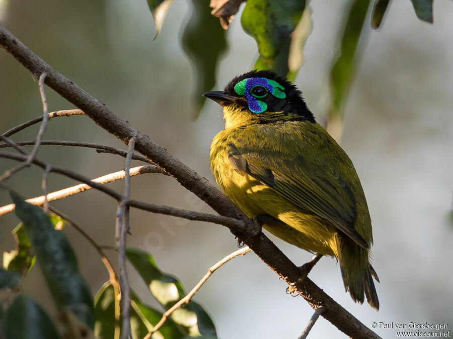 Schlegel's Asity male adult breeding