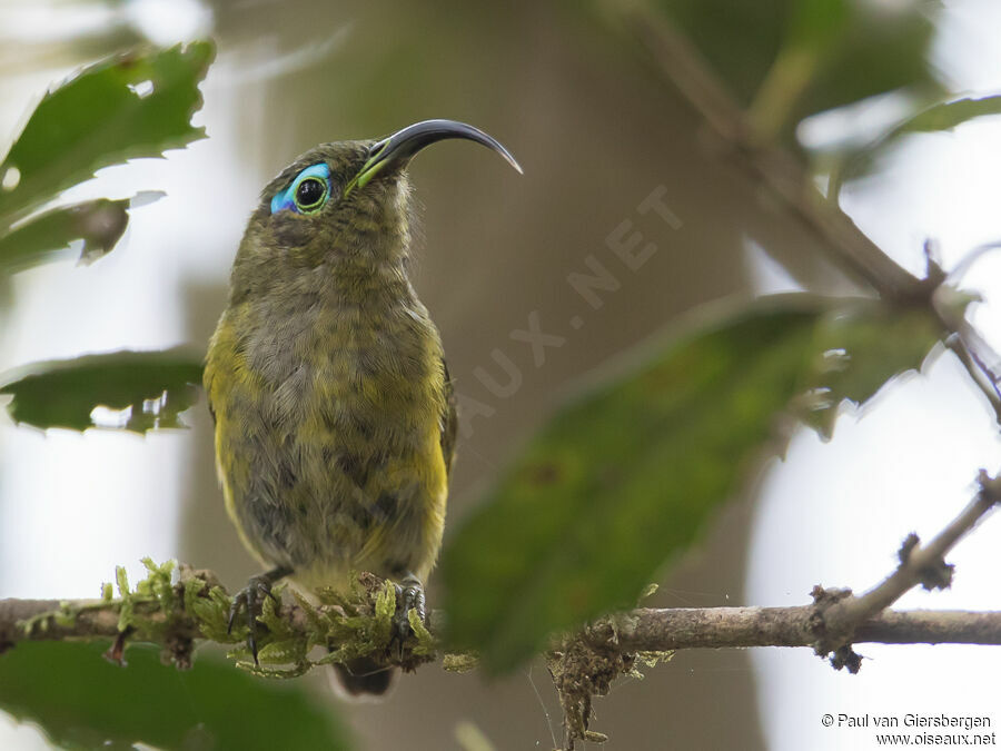 Common Sunbird-Asityadult transition