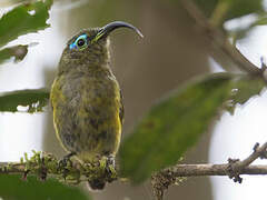 Common Sunbird-Asity