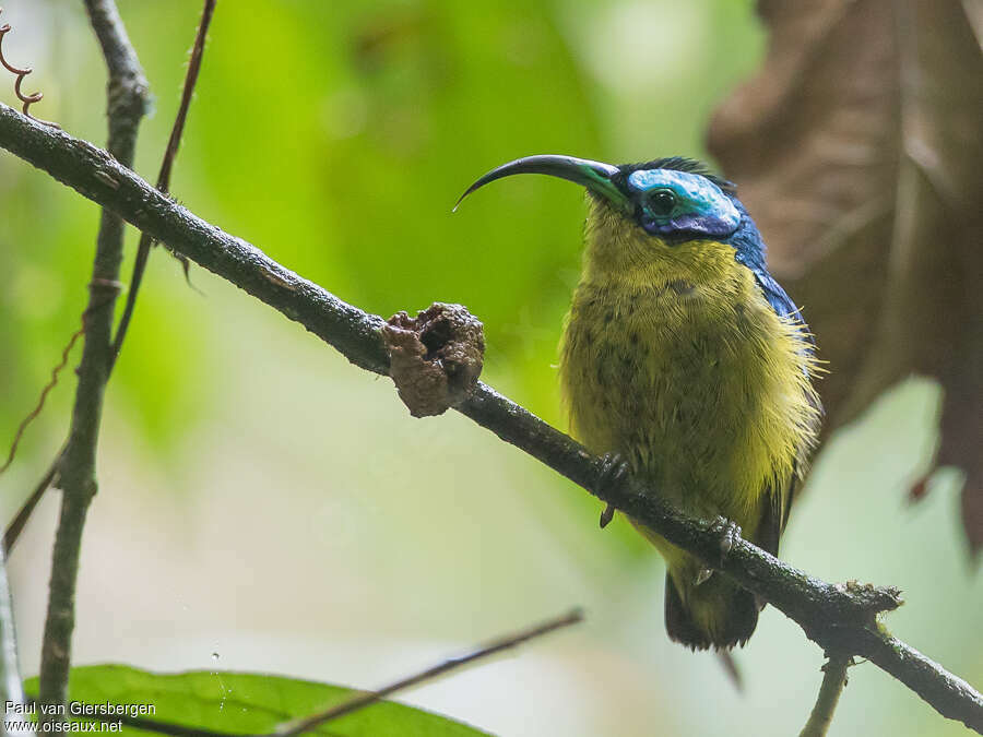 Common Sunbird-Asity male adult