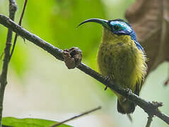 Common Sunbird-Asity