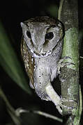 Oriental Bay Owl