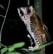 Sri Lanka Bay Owl