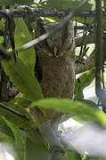 Sri Lanka Bay Owl