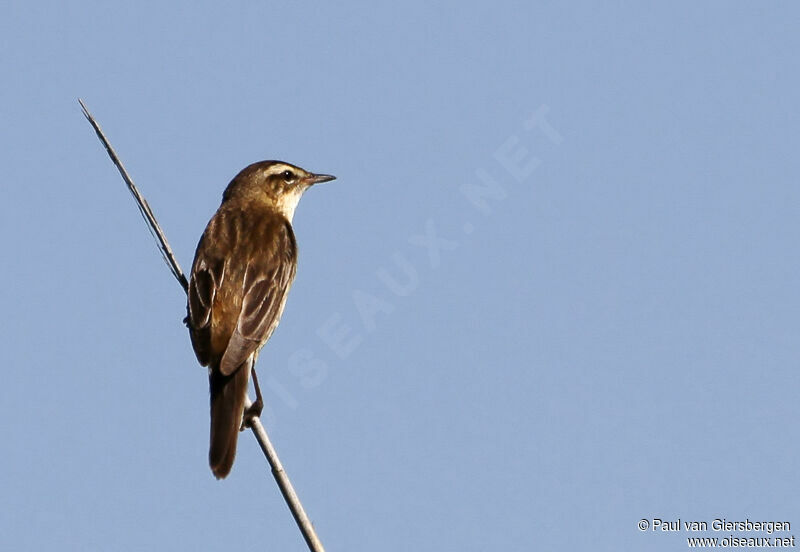 Sedge Warbler