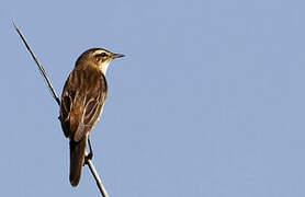 Sedge Warbler