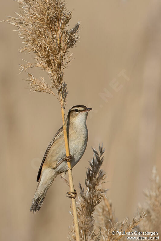 Sedge Warbleradult