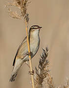 Sedge Warbler