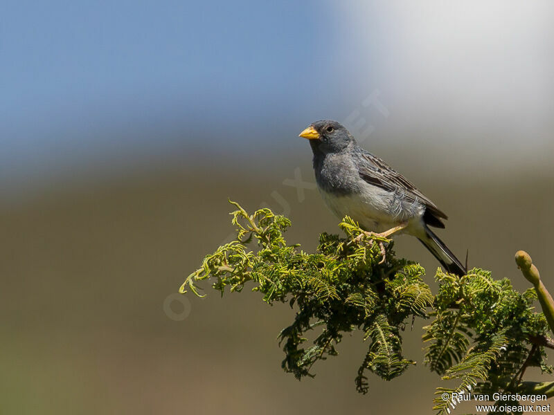 Band-tailed Sierra Finchadult