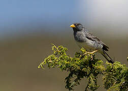 Band-tailed Sierra Finch