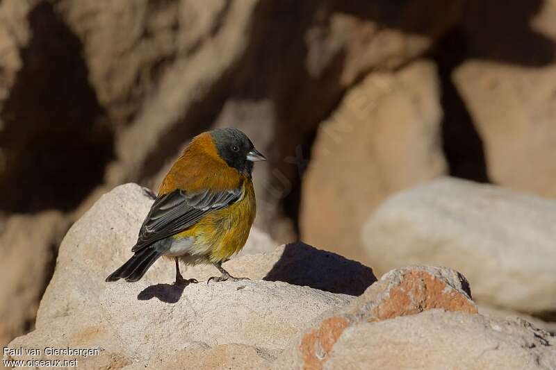 Black-hooded Sierra Finch male adult, identification