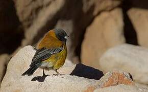 Black-hooded Sierra Finch