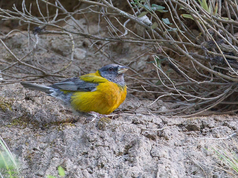 Phrygile du Pérouadulte, identification