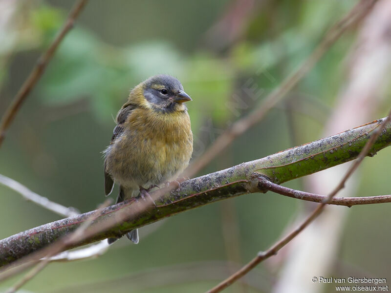 Peruvian Sierra Finch