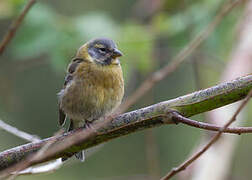 Peruvian Sierra Finch