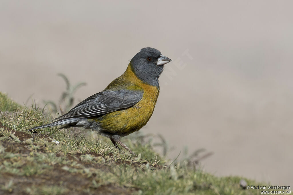 Peruvian Sierra Finchadult