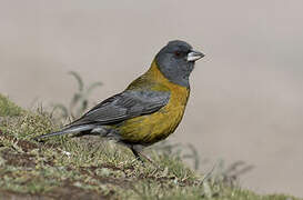 Peruvian Sierra Finch