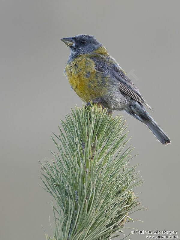 Peruvian Sierra Finchadult