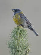 Peruvian Sierra Finch