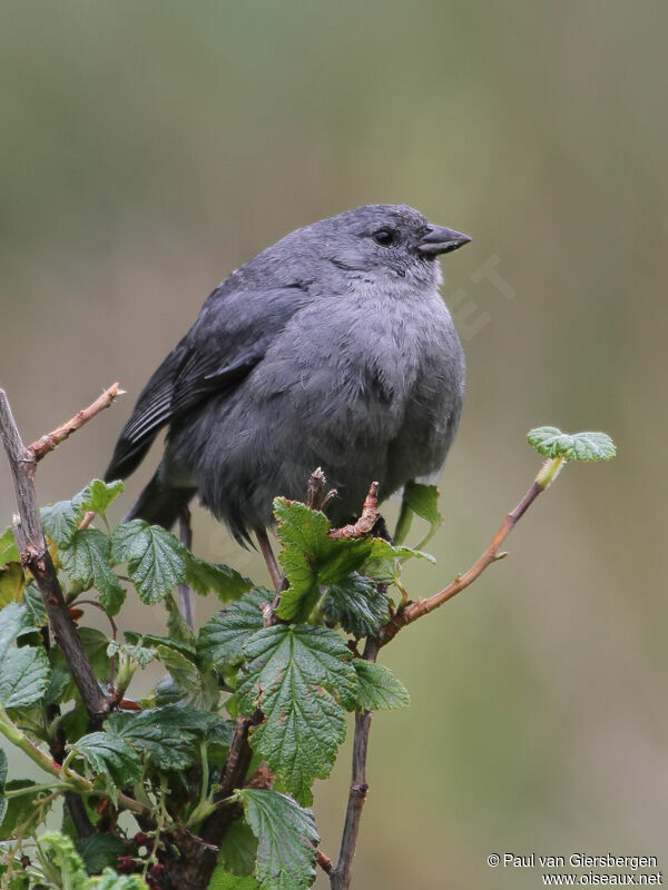 Plumbeous Sierra Finchadult