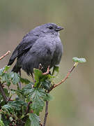 Plumbeous Sierra Finch