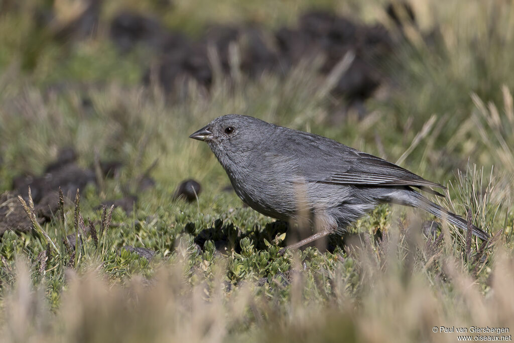 Phrygile gris-de-plombadulte