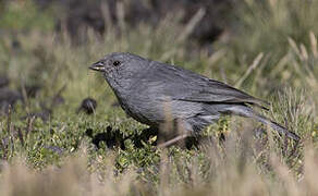 Plumbeous Sierra Finch