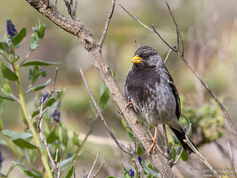 Mourning Sierra Finchadult