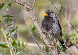 Mourning Sierra Finch