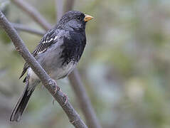 Mourning Sierra Finch