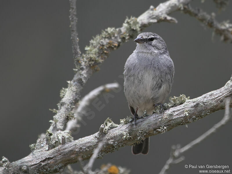 Ash-breasted Sierra Finchadult