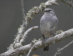 Ash-breasted Sierra Finch