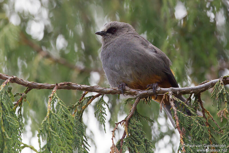 Abyssinian Catbird