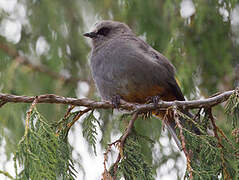 Abyssinian Catbird