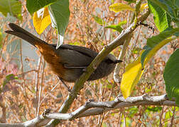 Abyssinian Catbird